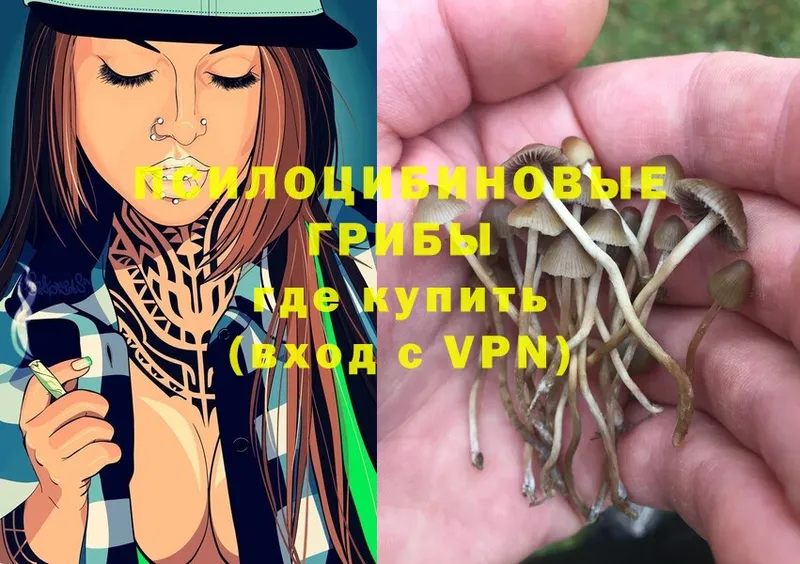 Галлюциногенные грибы Psilocybine cubensis  Кулебаки 